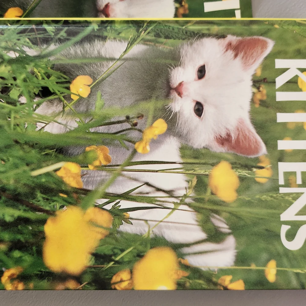 Kittens Book Cover Featuring White Kitten with Yellow Flowers